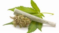 ilustrasi ganja