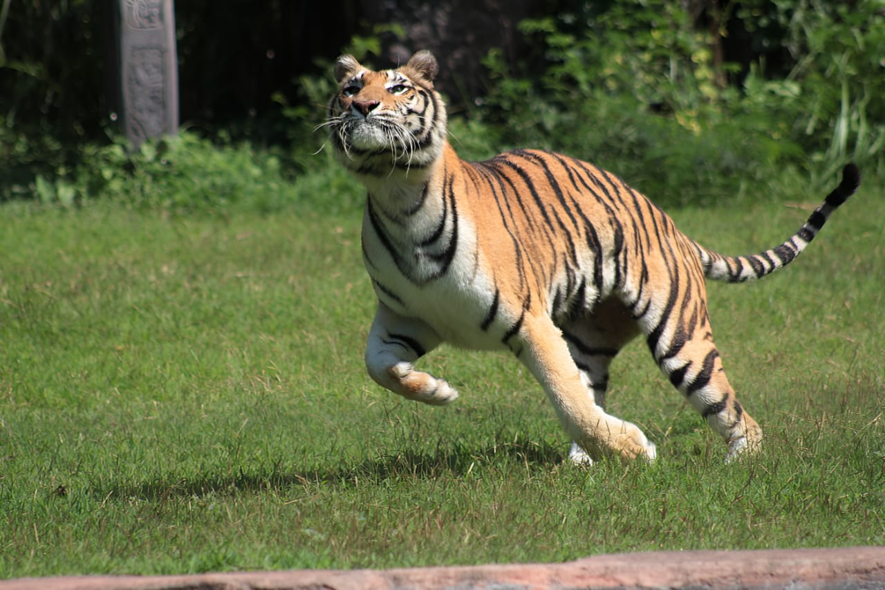 “International Tiger Day” : Bali Safari & Marine Park Ajak Pengunjung Lestarikan Harimau 