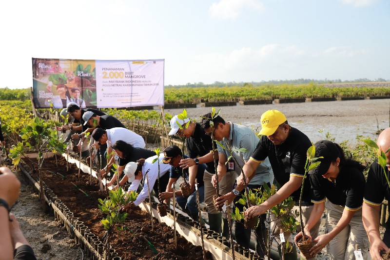 Maybank Indonesia tanam 2 ribu mangrove