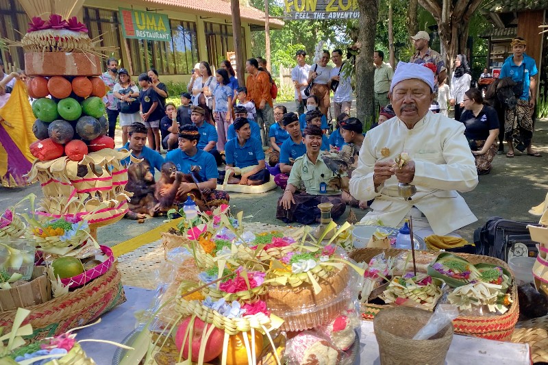 Gelar Upacara Tumpek Kandang, Taman Safari Bali Komit Menjaga Keberadaan Satwa