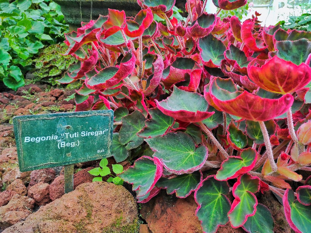 Kebun Raya Bali Kenalkan Kembali Taman Begonia, Hadirkan Varietas Baru Begonia “Tuti Siregar”
