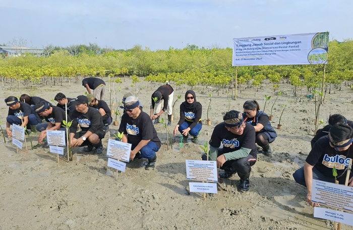 penanaman mangrove