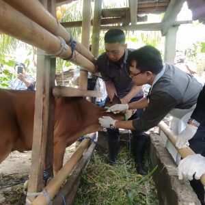 Sapi Distan