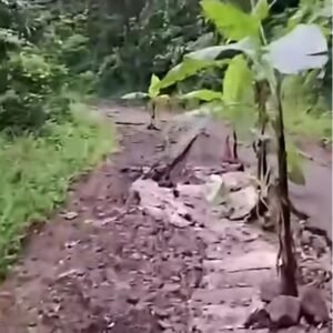 jalan-ditanami-pisang