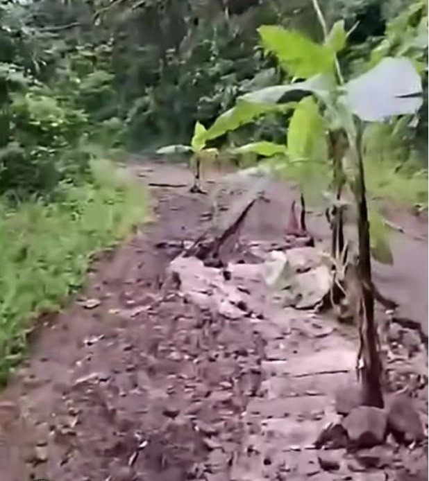 jalan-ditanami-pisang