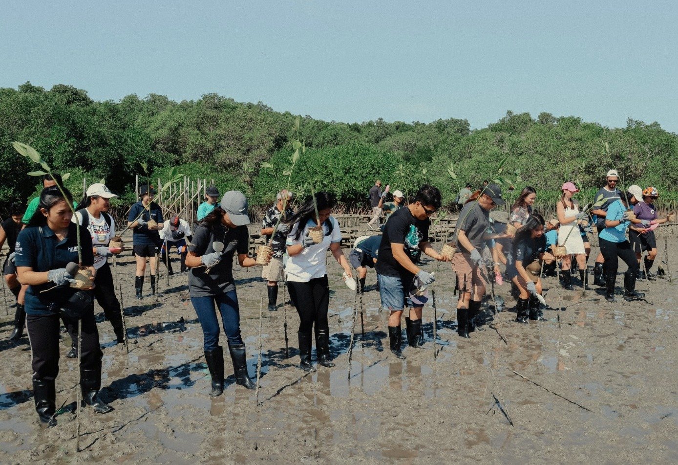 Ascott-Indonesia-peringati-Hari-Mangrove-Sedunia