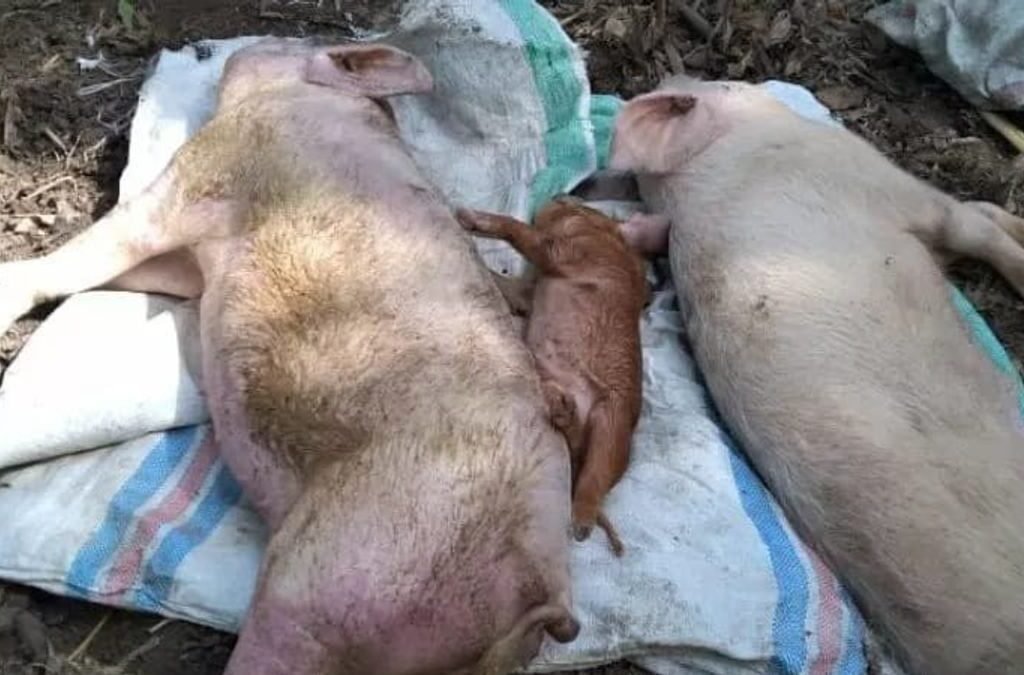 Fotobabi