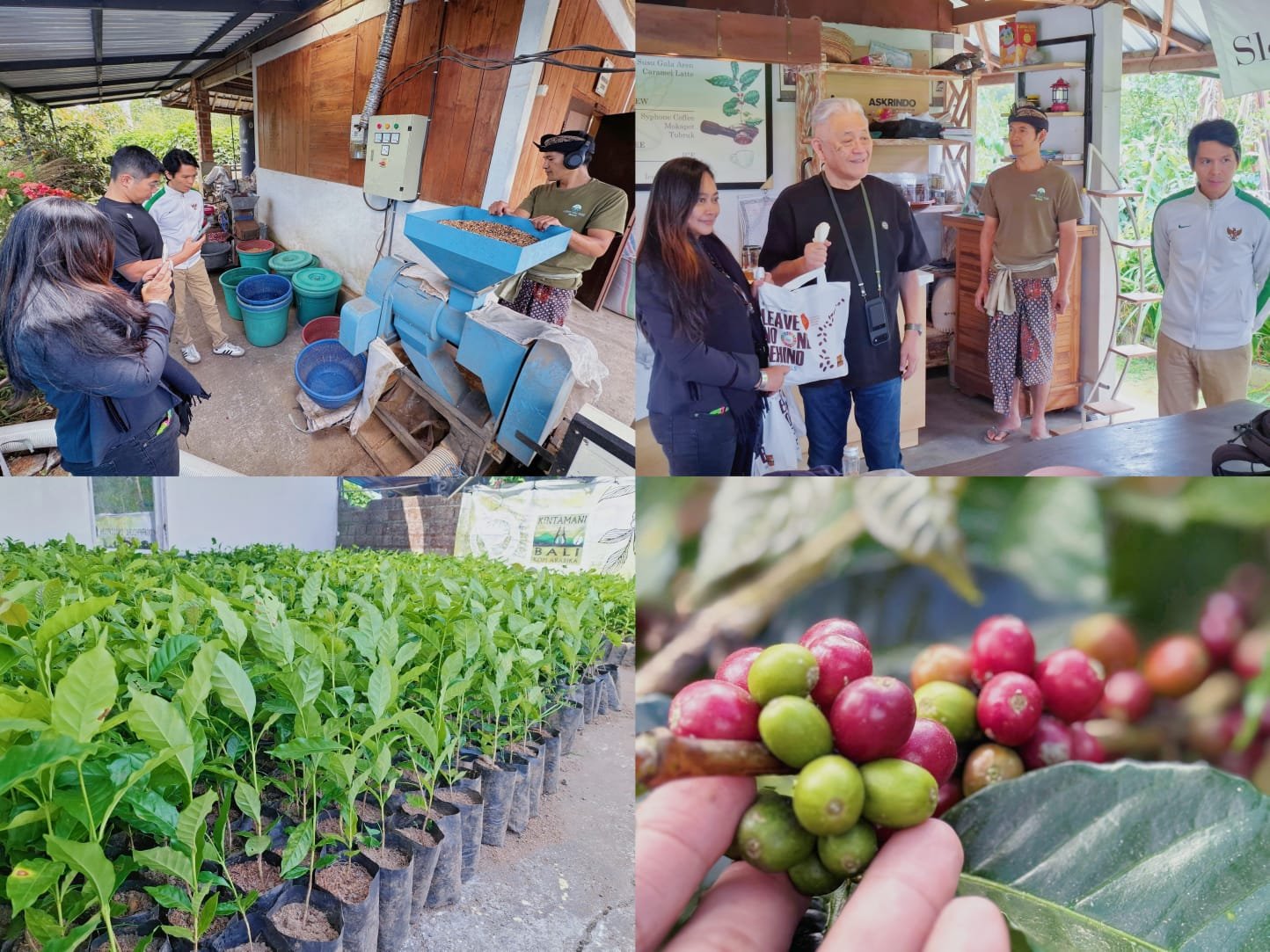 Sinergi-hulu-hilir-kopi-organik-Kintamani-berbasis-ekonomi-hijau