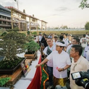 Kontes-Bonsai-8